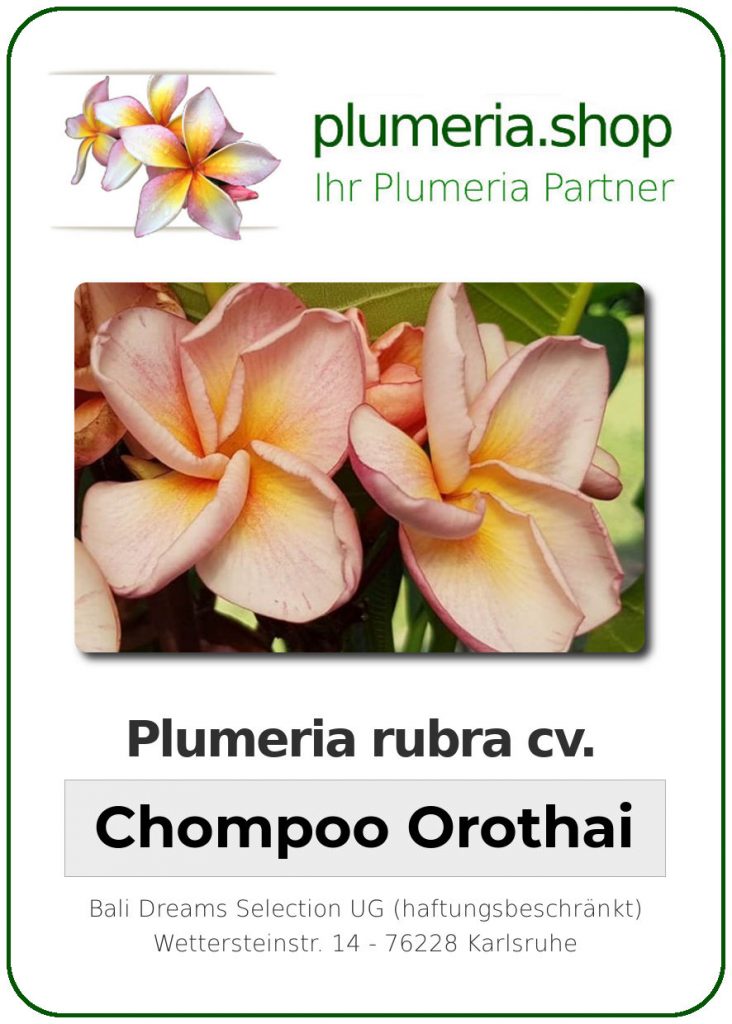 Plumeria rubra "Chompoo Orathai"