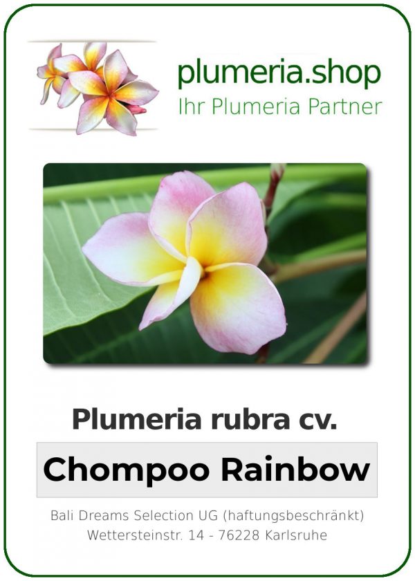 Plumeria rubra &quot;Chompoo Rainbow&quot; (arc-en-ciel)