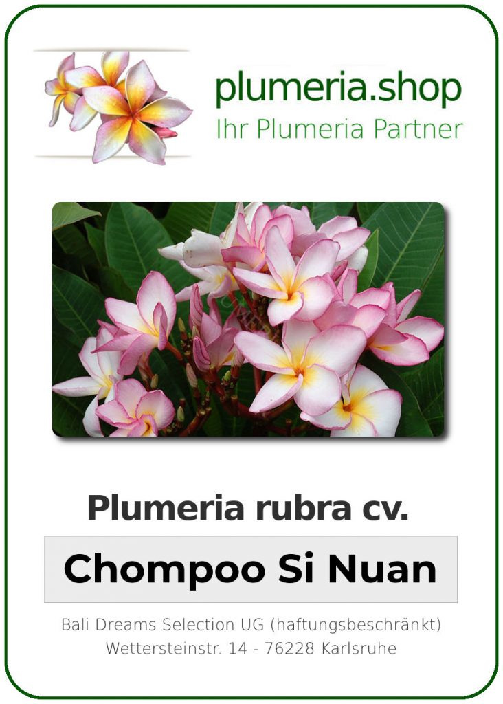 Plumeria rubra "Chompoo See Nuan"
