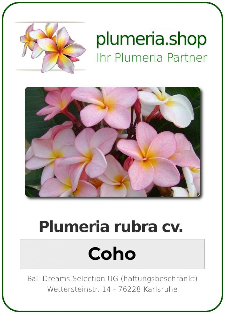 Plumeria rubra "Coho"