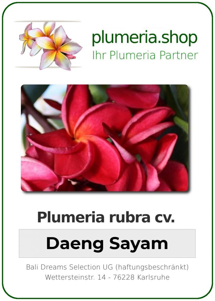 Plumeria rubra "Daeng Sayam"