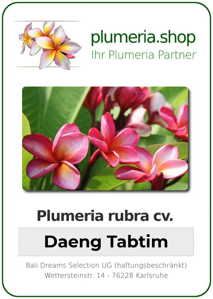 Plumeria rubra cv. "Daeng Tabtim" - unbewurzelter Steckling