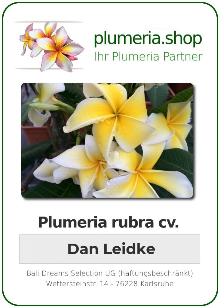 Plumeria rubra "Dan Leidke"