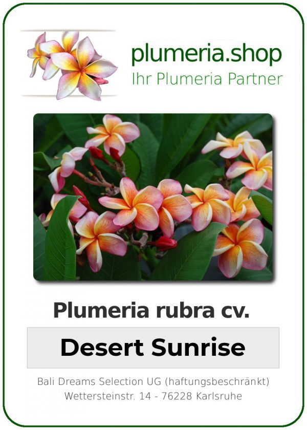 Plumeria rubra "Desert Sunrise"