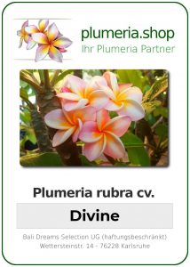 Plumeria rubra "Divine"
