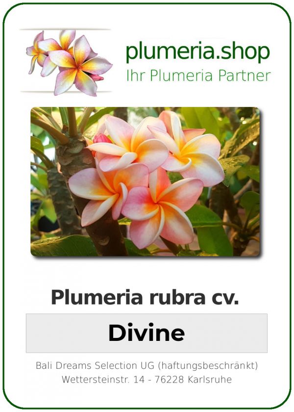 Plumeria rubra &quot;Divine
