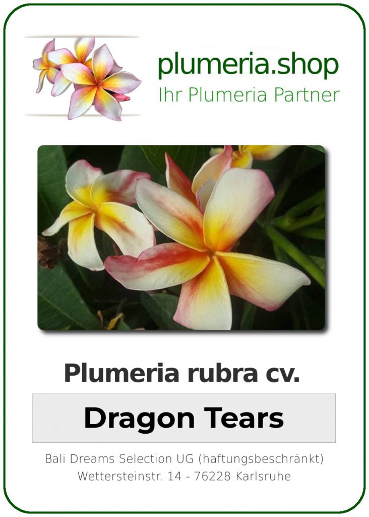 Plumeria rubra "Dragon Tears"