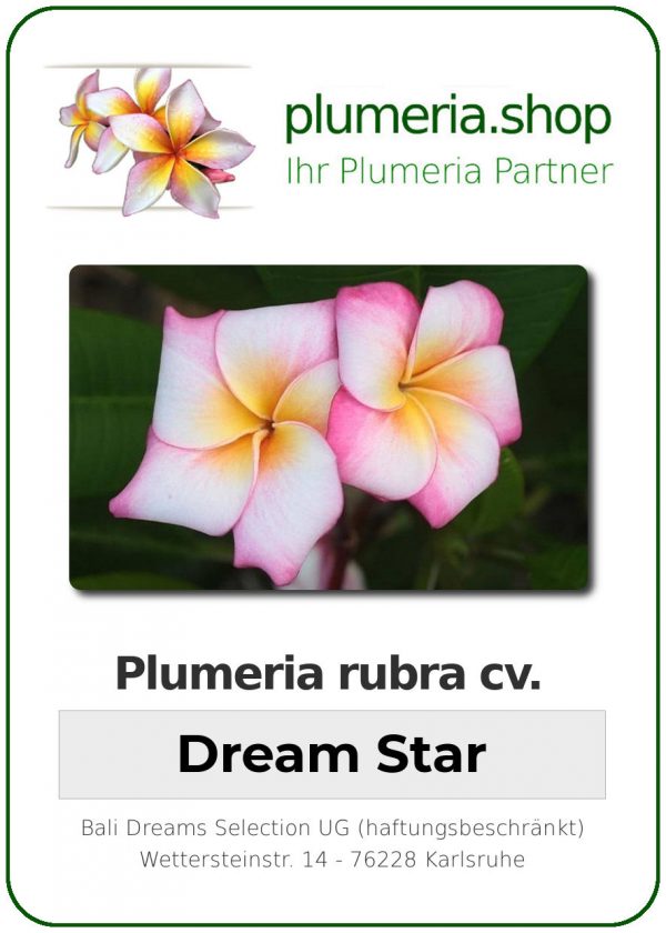 Plumeria rubra &quot;Etoile de rêve