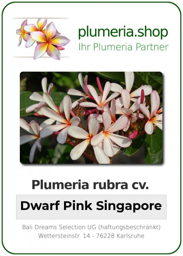 Plumeria rubra "Dwarf Singpore Pink"