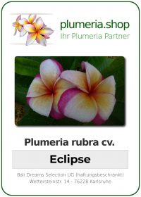 Plumeria rubra "Eclipse"