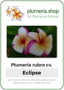 Plumeria rubra "Eclipse"
