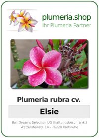 Plumeria rubra &quot;Elsie