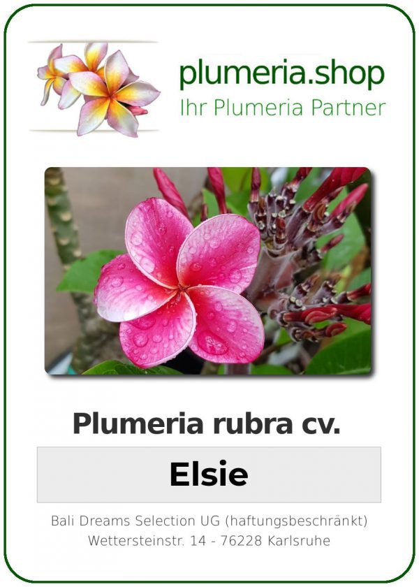 Plumeria rubra "Elsie"