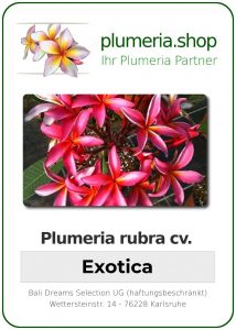 Plumeria rubra "Exotica"