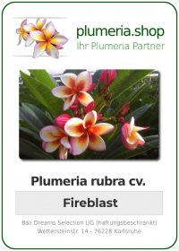 Plumeria rubra &quot;Fireblast