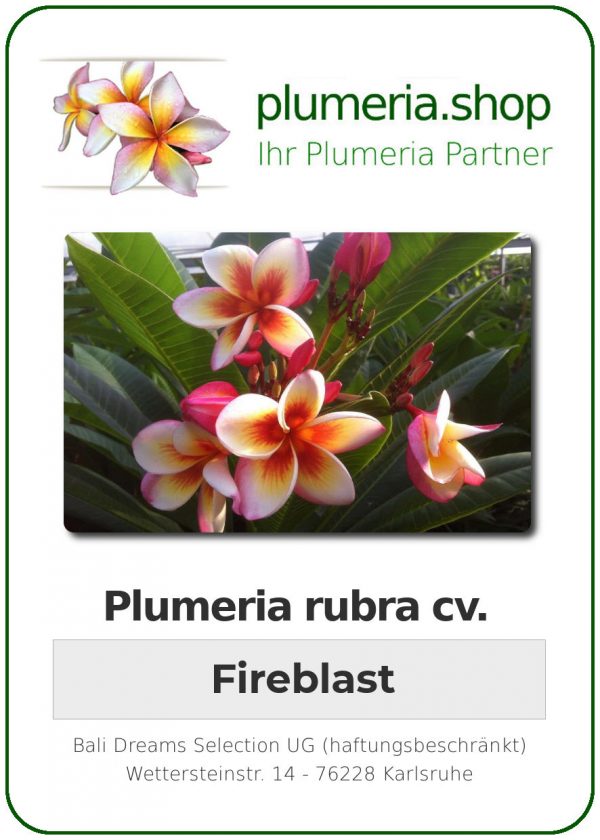 Plumeria rubra &quot;Fireblast&quot;