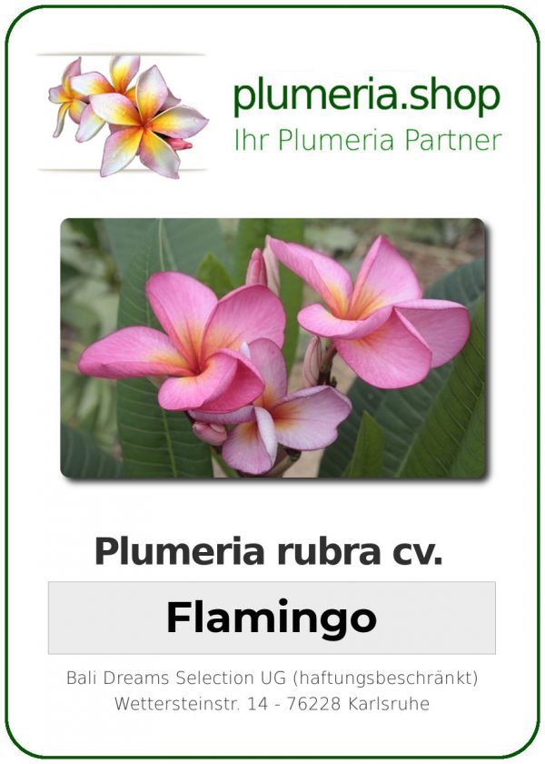 Plumeria rubra "Flamingo"