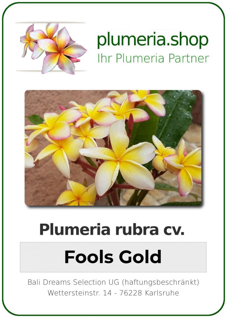 Plumeria rubra cv. "Fool's Gold" - unbewurzelter Steckling