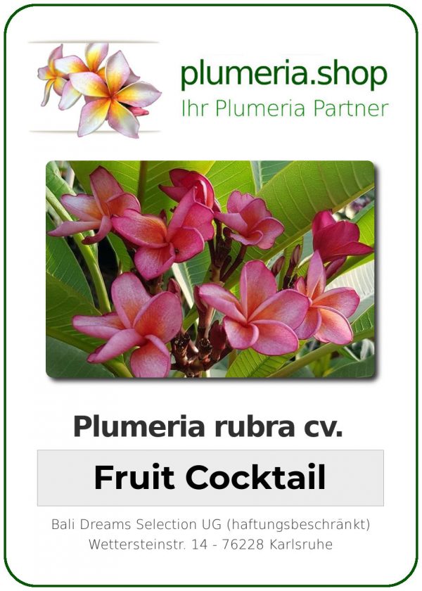 Plumeria rubra "Fruit Cocktail"