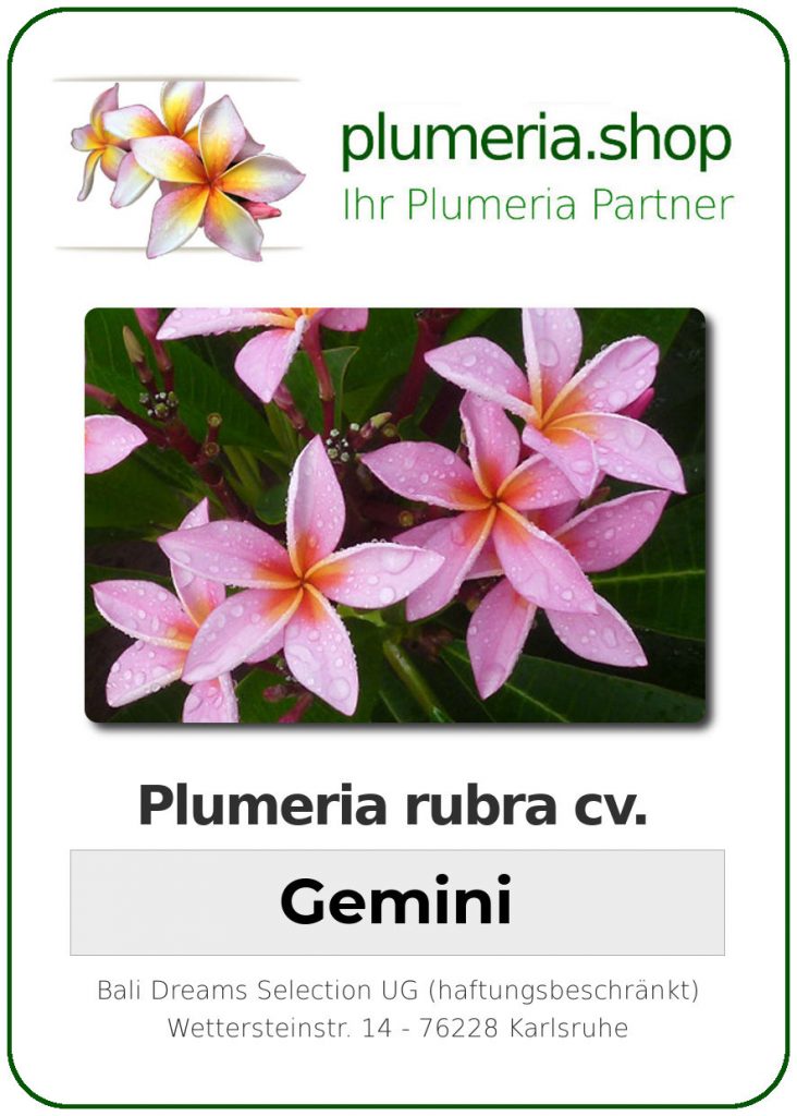 Plumeria rubra "Gemini"