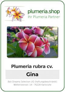 Plumeria rubra "Gina"