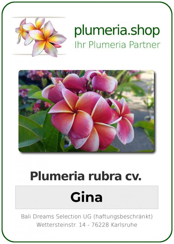 Plumeria rubra "Gina"