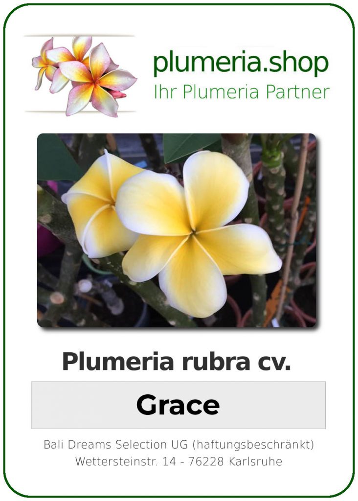 Plumeria rubra cv. "Grace" - unbewurzelter Steckling