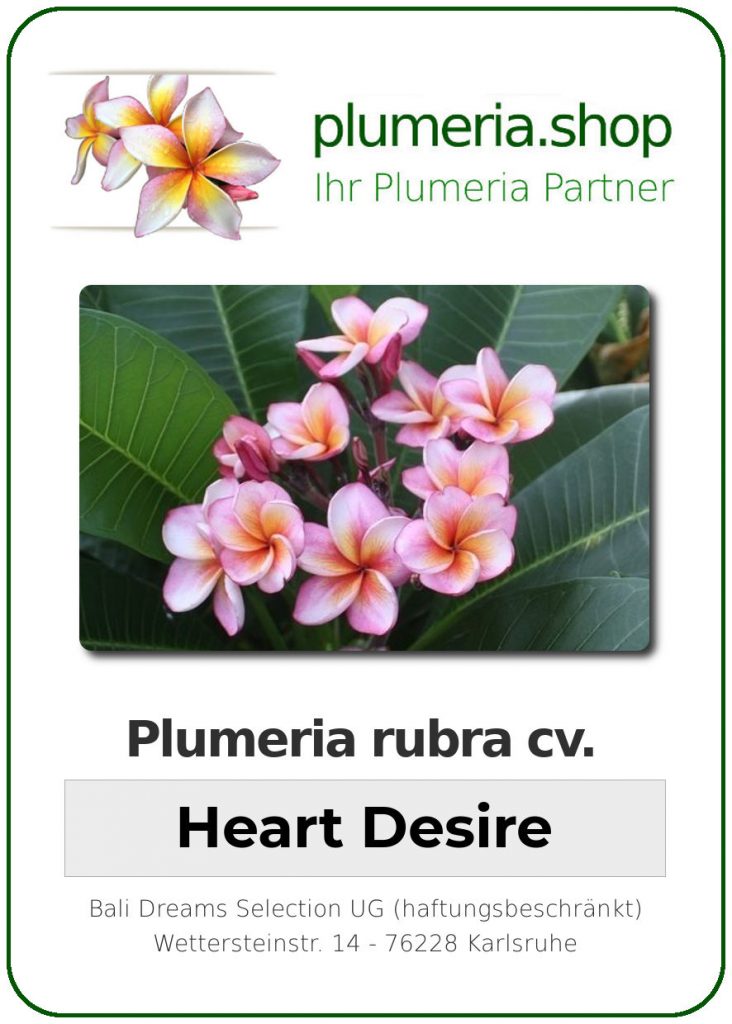 Plumeria rubra "Heart Desire"