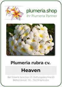 Plumeria rubra "Heaven"