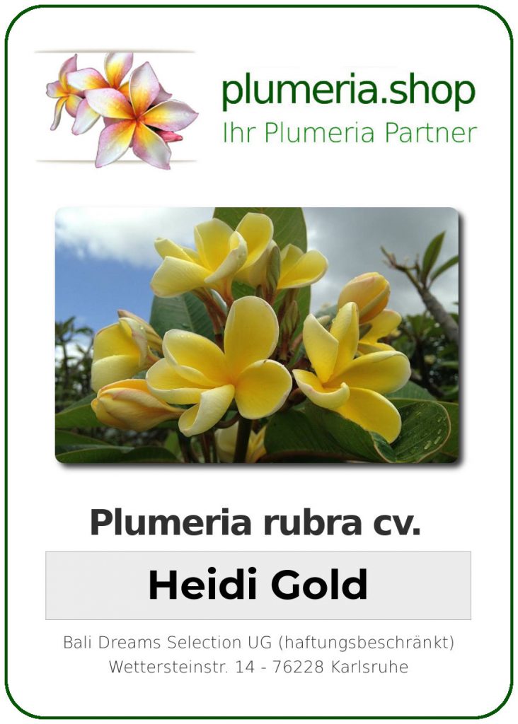 Plumeria rubra cv. "Heidi Gold" - unbewurzelter Steckling