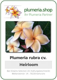 Plumeria rubra "Heirloom"