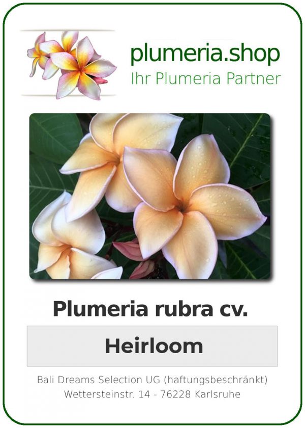Plumeria rubra "Heirloom"