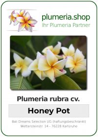 Plumeria rubra "Honey Pot"