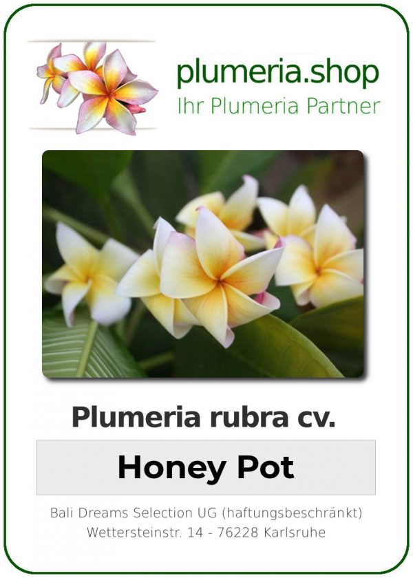 Plumeria rubra "Honey Pot"