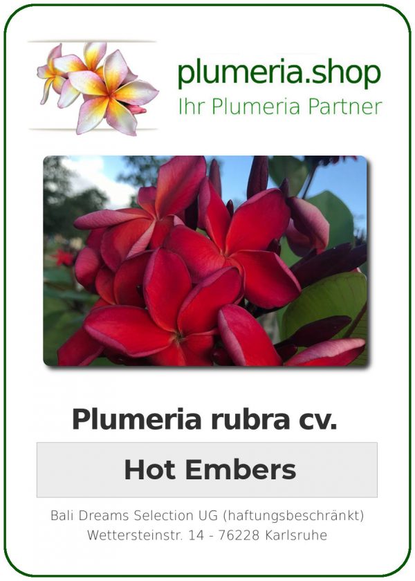 Plumeria rubra "Hot Embers"