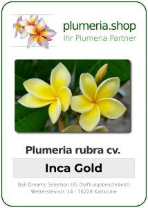 Plumeria rubra "Inca Gold"