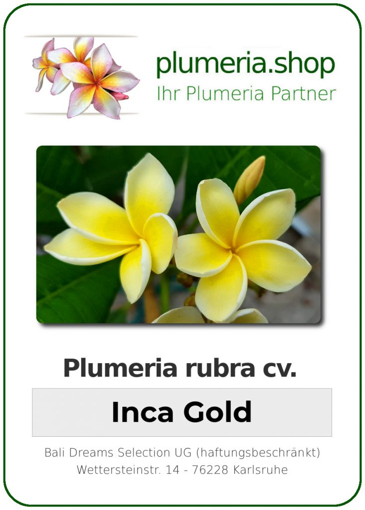 Plumeria rubra "Inca Gold" - 26cm Topf
