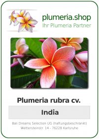 Plumeria rubra "India"