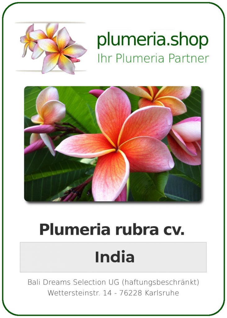 Plumeria rubra "India", wurzelnackt