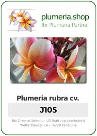 Plumeria rubra "J105"