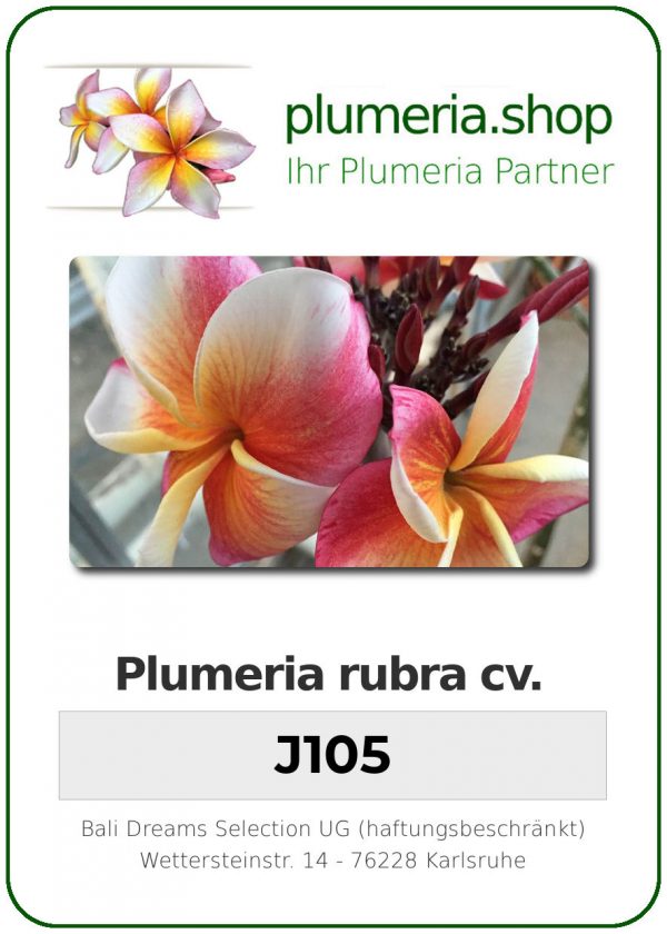 Plumeria rubra &quot;J105
