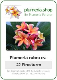 Plumeria rubra "Fire Storm"