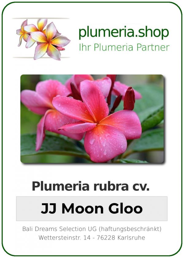 Plumeria rubra "JJ Moon Gloo"
