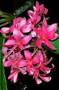 Plumeria rubra "Japanese Lantern"