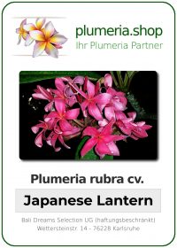 Plumeria rubra &quot;Japanese Lantern