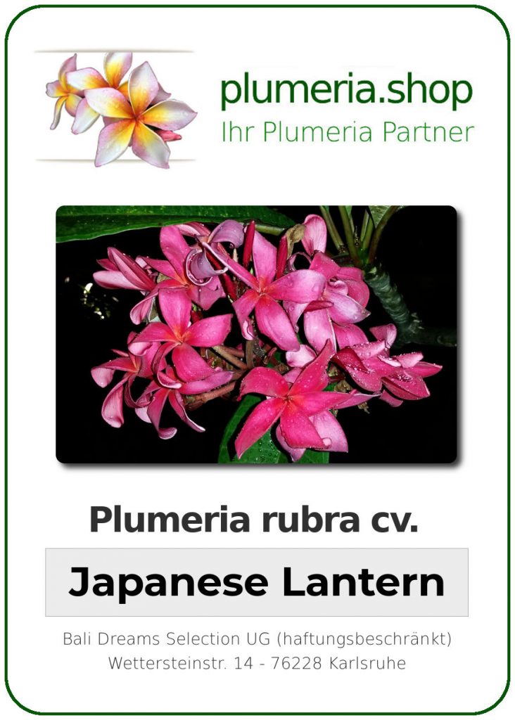 Plumeria rubra "Japanese Lantern"