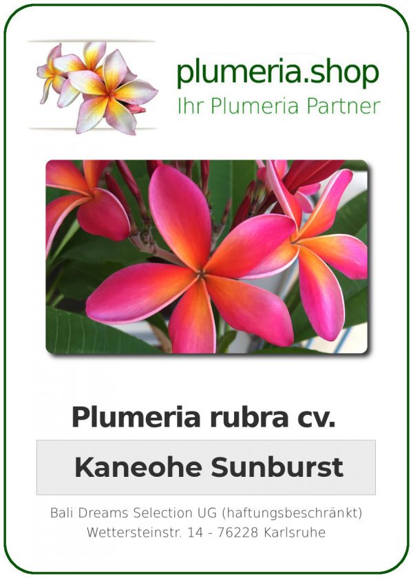 Plumeria rubra "Kaneohe Sunburst"