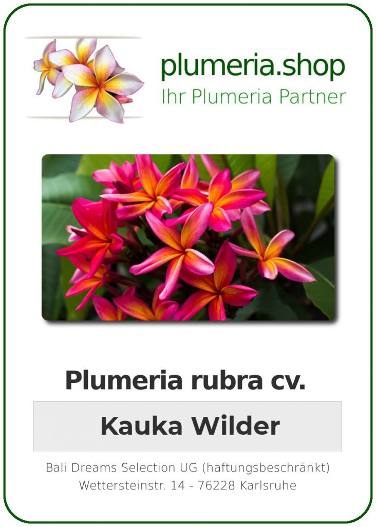 Plumeria rubra "Kauka Wilder"