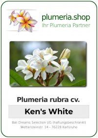 Plumeria rubra "Ken's White"