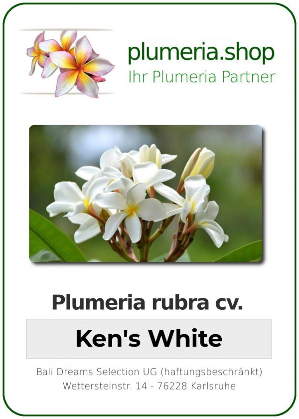 Plumeria rubra &quot;Ken&#039;s White&quot; (blanc de Ken)